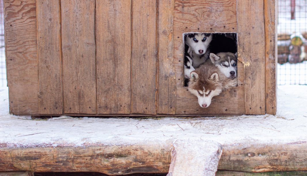 Kışın ahşap köpek kulübesinin içinde dinlenen köpekler