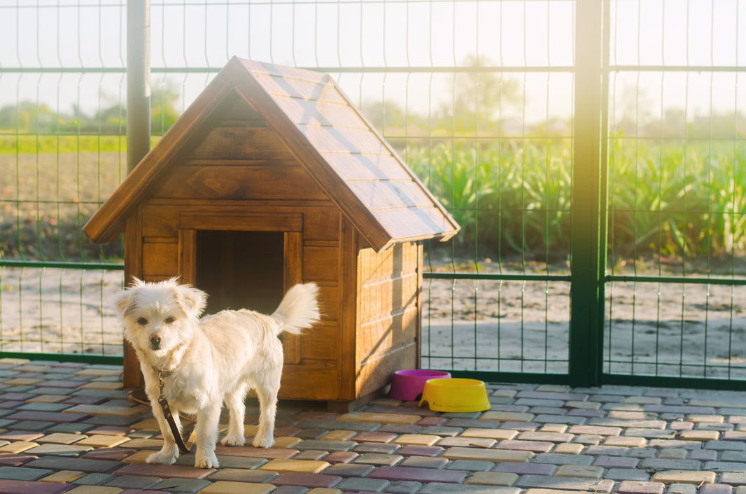 Köpek Kulübesi Hakkında Bilmeniz Gerekenler
