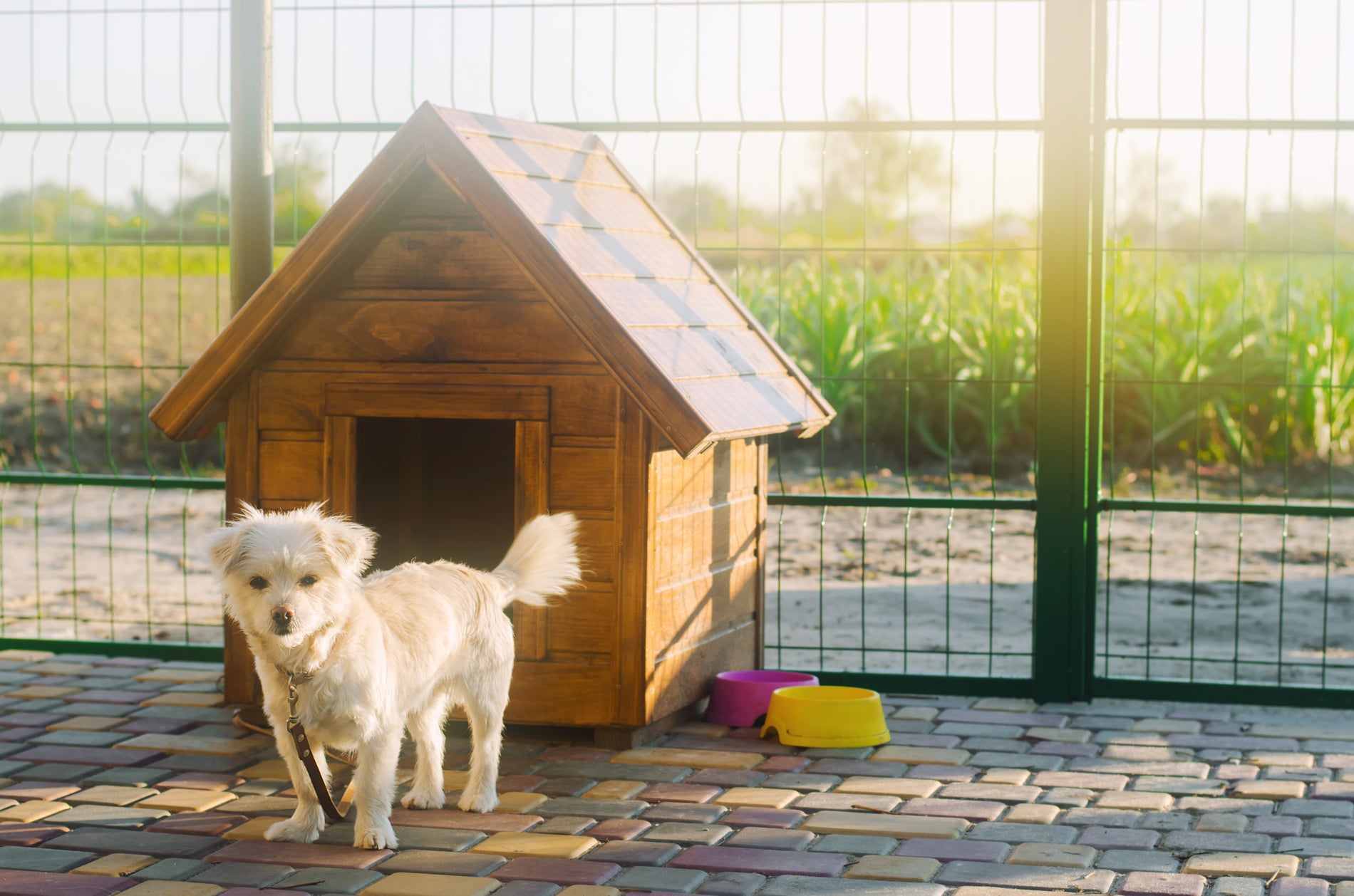 Köpek Kulübesi Hakkında Bilmeniz Gerekenler