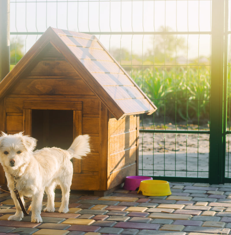 What You Need to Know About Dog Houses