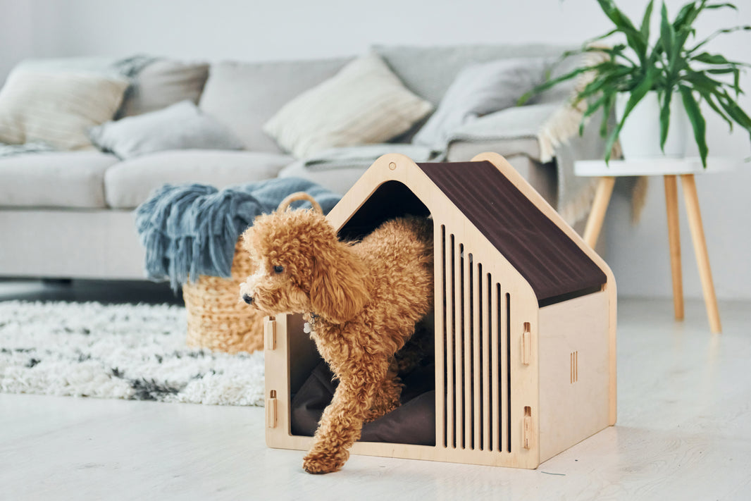 Köpek Kulübesinin Bakımı Nasıl Yapılır?